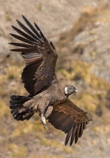 Avistaje de cóndores en las Altas Cumbres de Córdoba - Planetizar