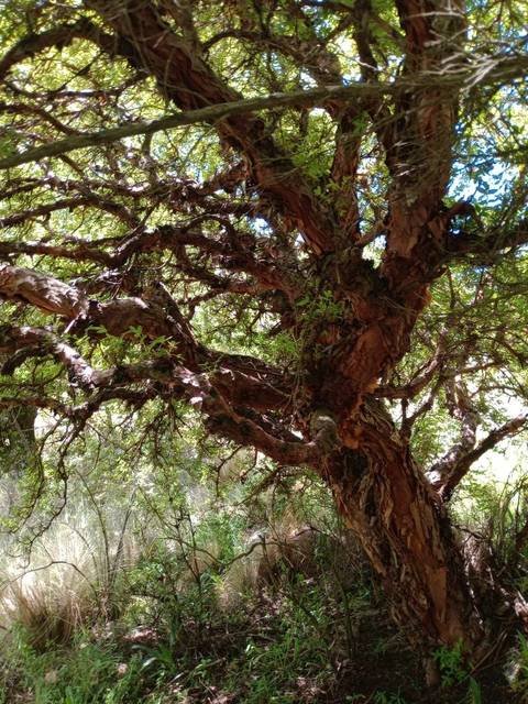 Circuito Bosque de Tabaquillos - foto 2