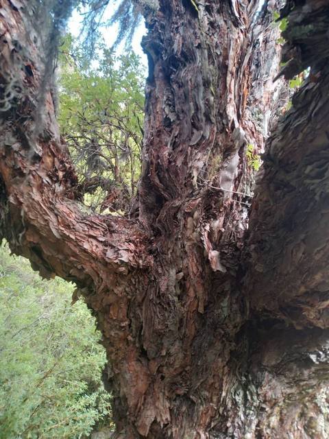 Circuito Bosque de Tabaquillos - foto 4