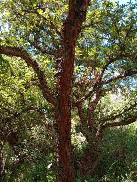 Circuito Bosque de Tabaquillos en las Altas Cumbres de Córdoba - Planetizar
