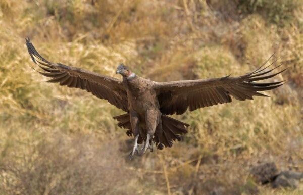 excursion de avistaje de condores en córdoba