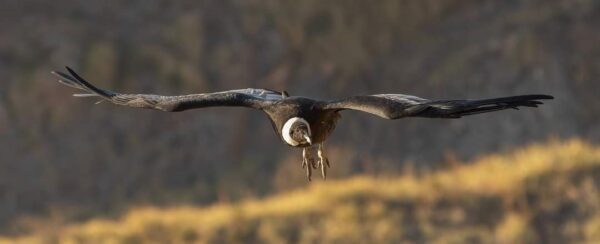 excursion de avistaje de condores en córdoba