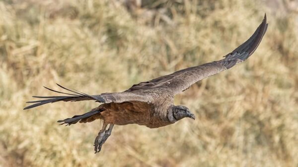 Condor Sighting - Image 15