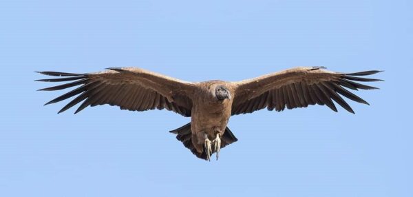 Condor Sighting - Image 17