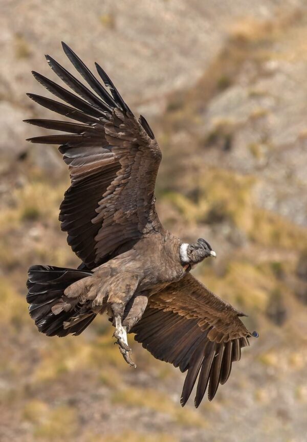 Condor Sighting - Image 18